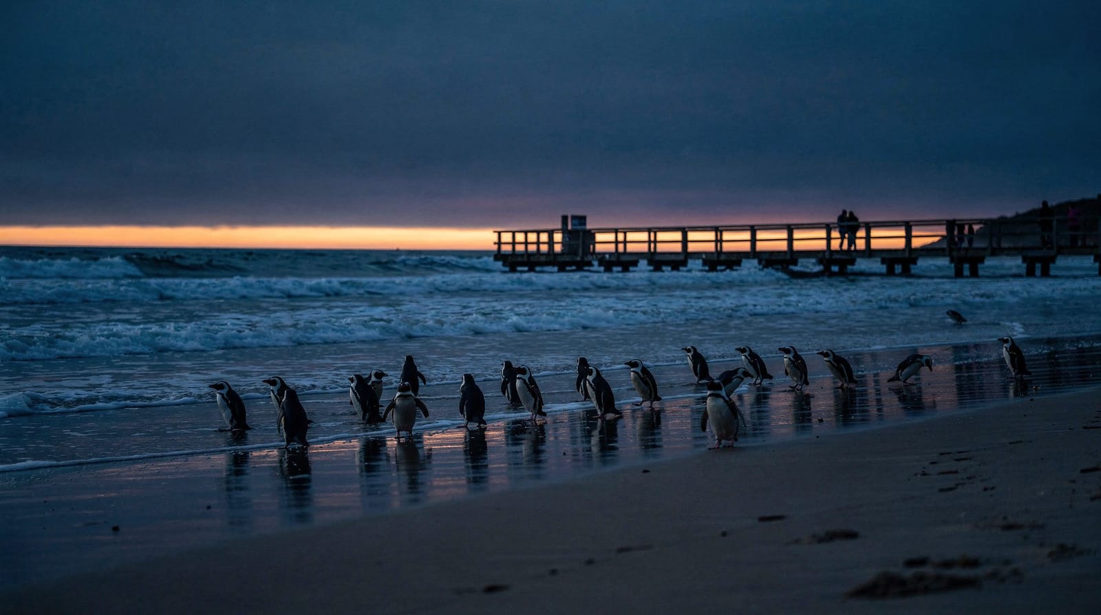 Conseils pour le Penguin Parade : ce que les débutants font mal — Conseils pratiques pour le Penguin Parade : quel billet réserver, à quelle heure