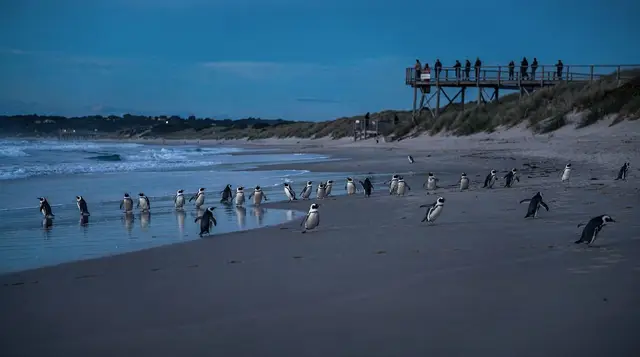 Phillip Island: Phillip island penguin parade 3 attractions combo pass