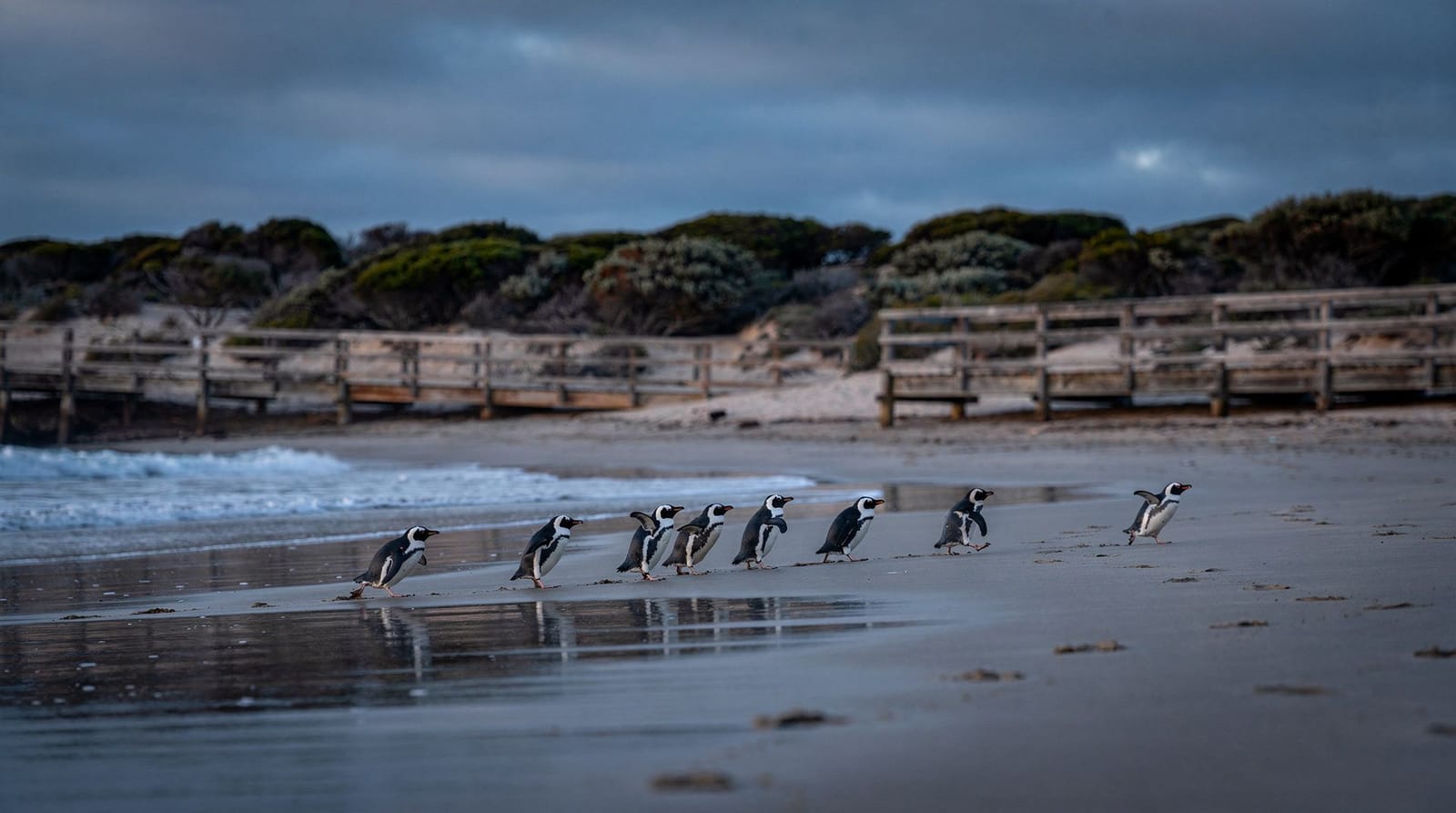 Le Penguin Parade : guide complet des petits manchots de Phillip Island — Tout sur le Penguin Parade à Phillip Island : quel billet choisir, s'y rendre sa