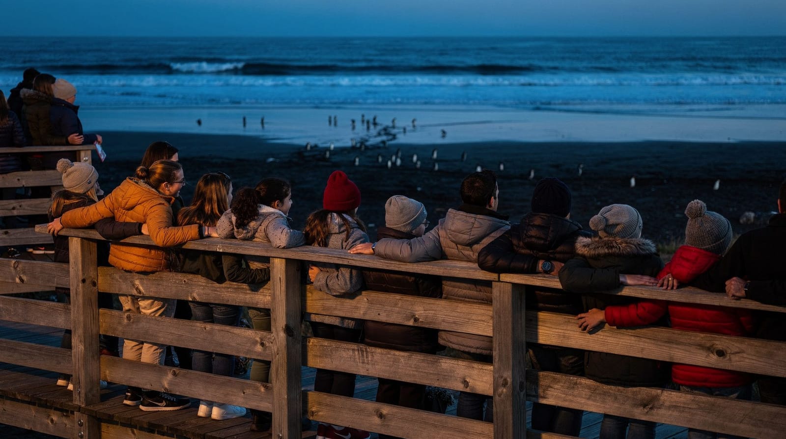 Penguin Parade : quel billet devriez-vous vraiment réserver ? — Niveaux de billets Penguin Parade comparés : general viewing contre Penguins Plu