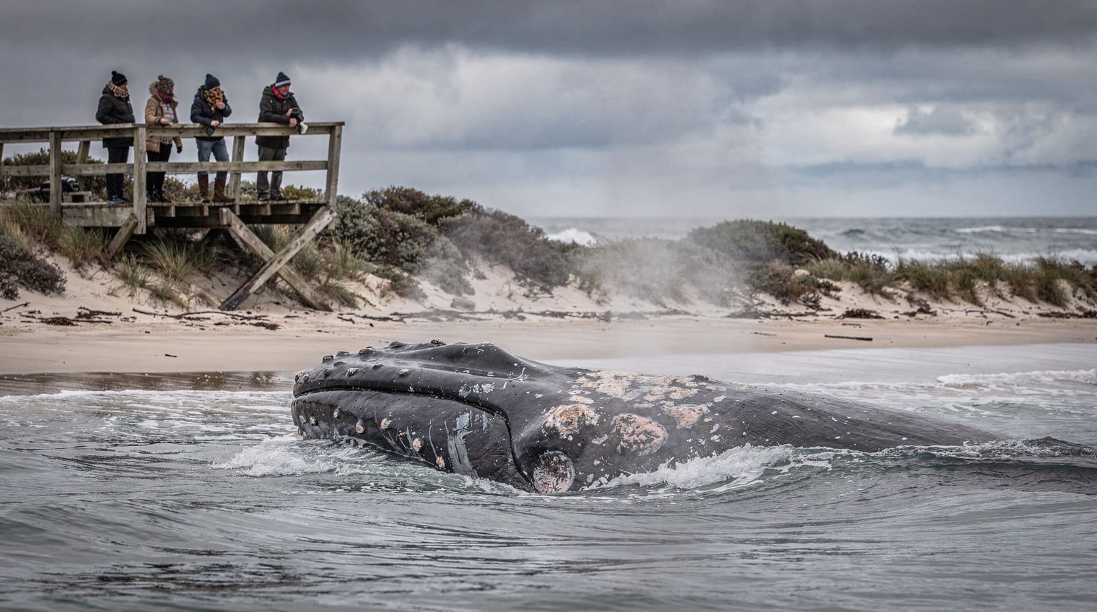 Observation des baleines dans le Victoria : quand, où et à quoi s'attendre — La saison d'observation des baleines du Victoria va de juin à septembre. Logans 