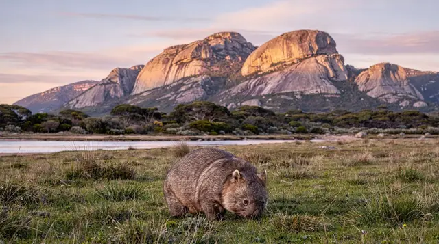 Melbourne: Wilsons promontory national park full day eco tour