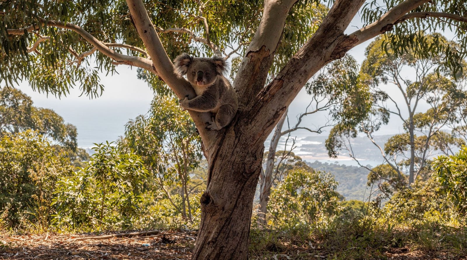 Fauna selvatica e natura a Melbourne: un itinerario di 4 giorni — Un itinerario faunistico di 4 giorni a Melbourne: pinguini di Phillip Island, ko